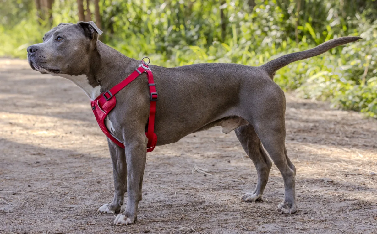 Red Dingo Australia Pty Ltd - Others & Miscellaneous products | Australia