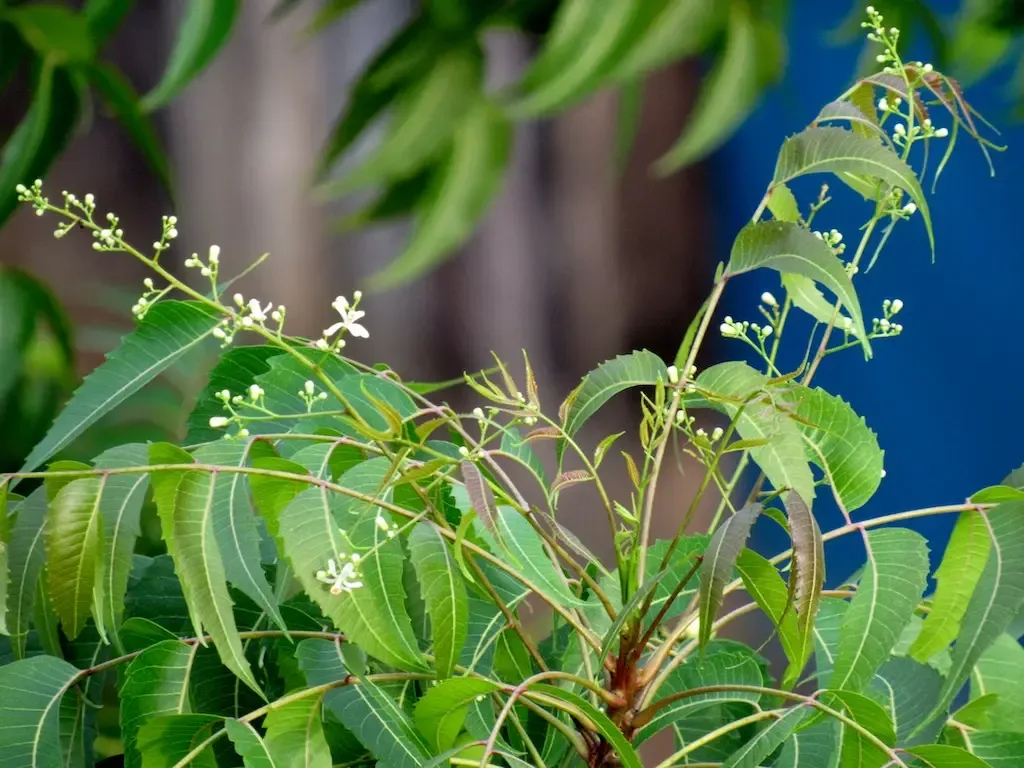 Sun Bionaturals (India) Private Limited - Agriculture products | India