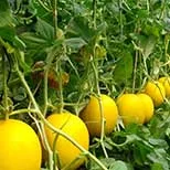 Hebei Shuangxing Seeds Co., Ltd - Agriculture products | China