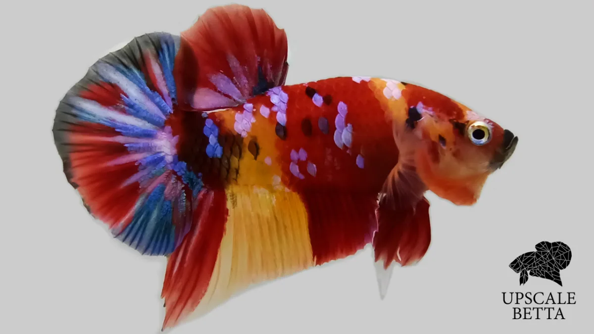Upscale Betta - Others & Miscellaneous products | Indonesia