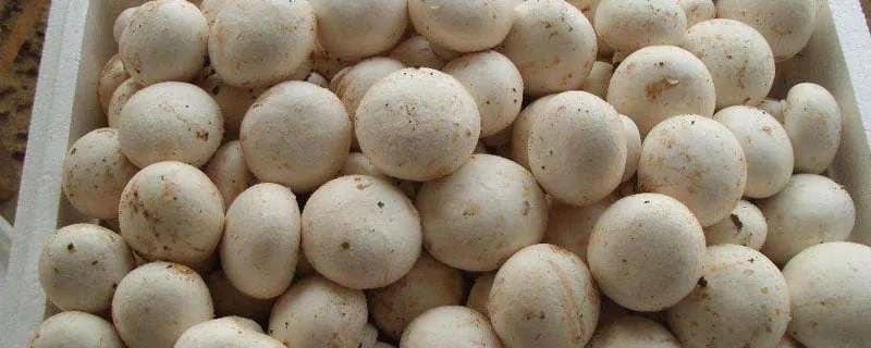 Shaanxi Kingsci Biotechnology Co., Ltd. - Foods & Beverages products | China