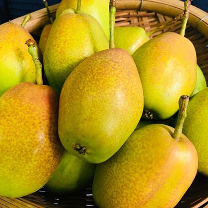 Shijiazhuang Guowang Fruits Sales - Agriculture products | China