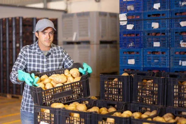 Netherlands Potato Suppliers - Agriculture products | Netherlands