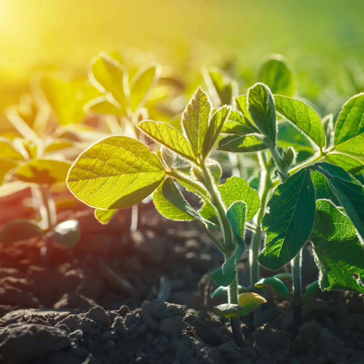 Bunge Limited - Agriculture products | United States