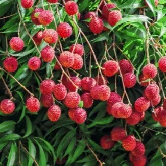 Sai Nursery Pty Ltd - Agriculture products | Australia