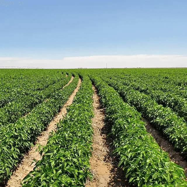 Olam Food Ingredients - Agriculture products | Singapore
