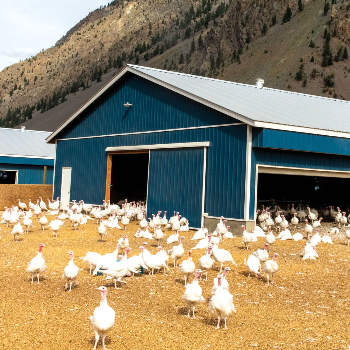 Rossdown Farms & Natural Foods - Agriculture products | Canada