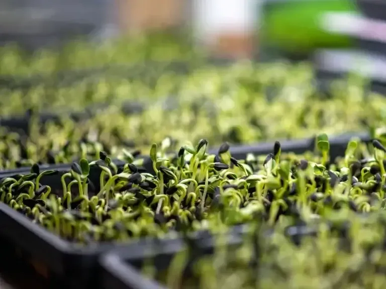AeroFarms - Agriculture products | United States