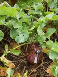 Specialty Seeds - Agriculture products | New Zealand