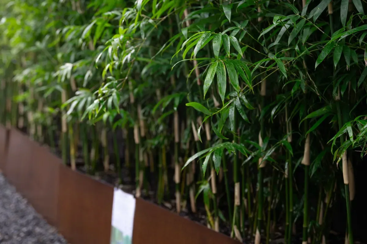Bamboo Plus - Household products | Australia
