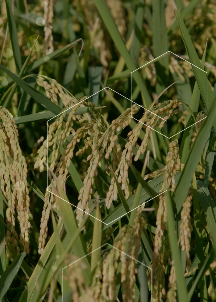 Sigma AgriScience - Agriculture products | United States