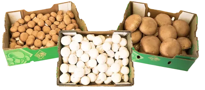 Farmers Fresh Mushrooms - Agriculture products | Canada
