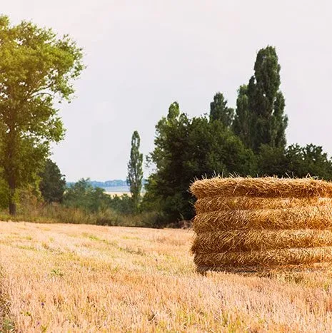 Powerroots - Agriculture products | Chile