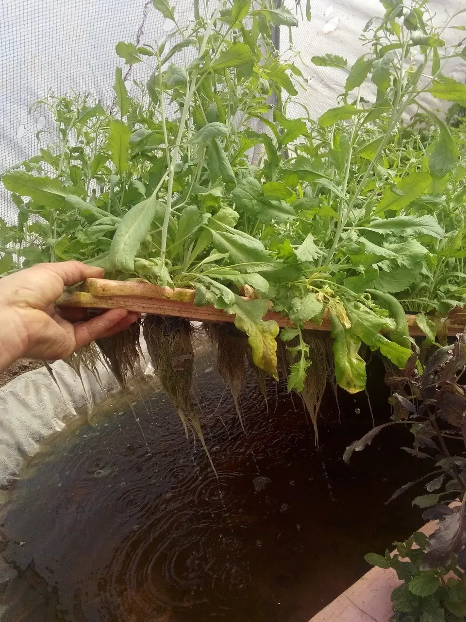 Bioplant Agriculture - Agriculture products | Türkiye