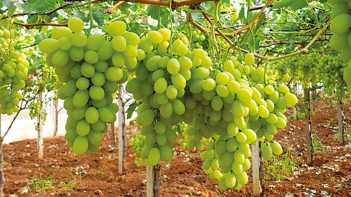 Biolchim S.p.A. - Agriculture products | Italy