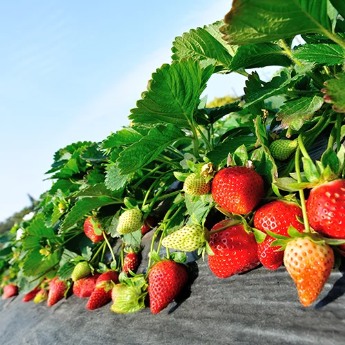 Lallemand Plant Care - Agriculture products | Canada