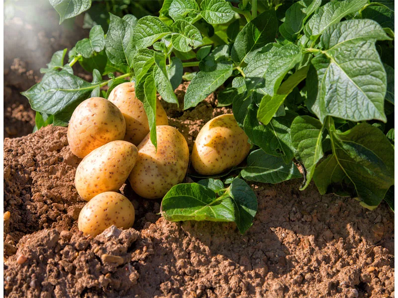 Desarrollo Agrícola y Minero, S.A. - Agriculture products | Spain
