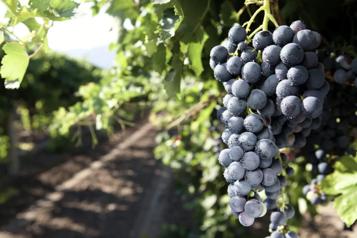 Andermatt Group AG - Agriculture products | Switzerland
