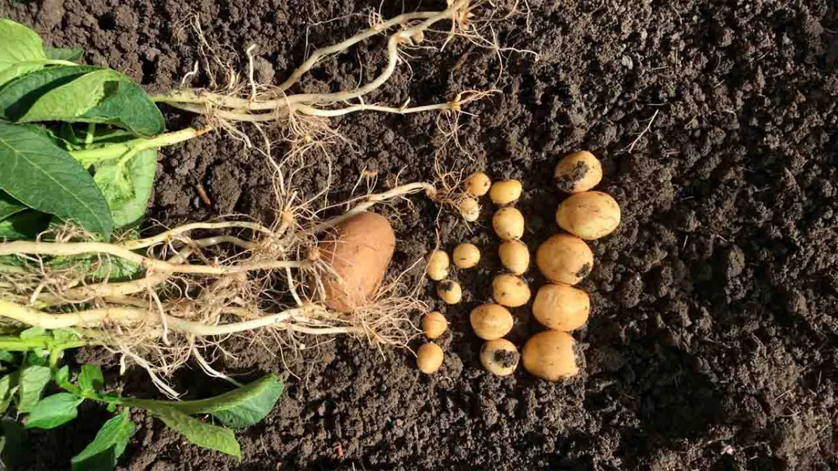 Seipasa S.A - Agriculture products | Spain