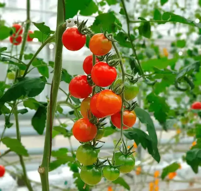 Fertilizantes Santo Domingo S.A. - Agriculture products | Dominican Republic