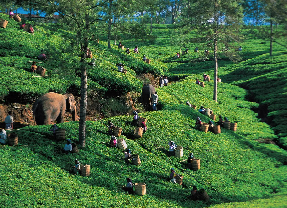 Millennium Teas (Pvt) Ltd - Foods & Beverages products | Sri Lanka