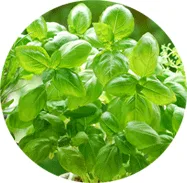 Atlantic Gulf Company - Agriculture products | Morocco