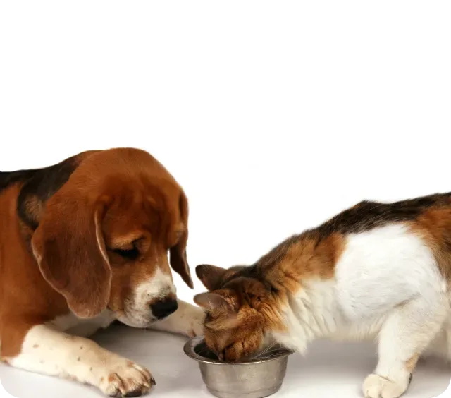 Affinity Petcare, S.A. - Others & Miscellaneous products | Spain