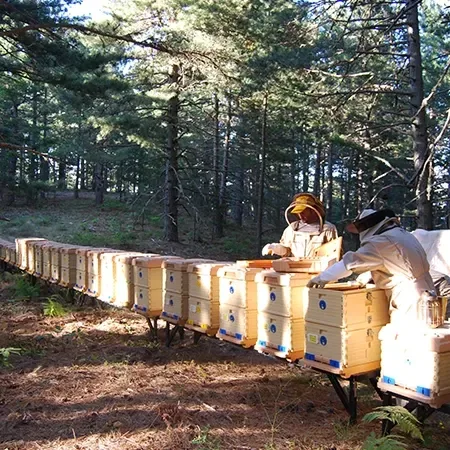 Apimaye - Agriculture products | Türkiye