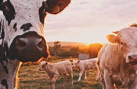 Alexandria Group - Agriculture products | United States