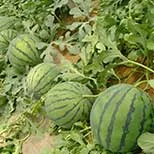 Hebei Shuangxing Seeds Co., Ltd - Agriculture products | China