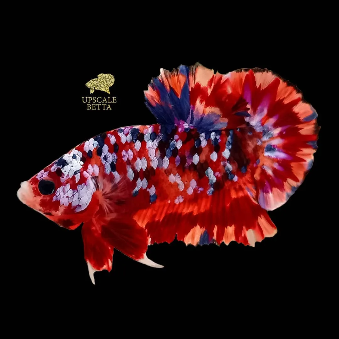 Upscale Betta - Others & Miscellaneous products | Indonesia