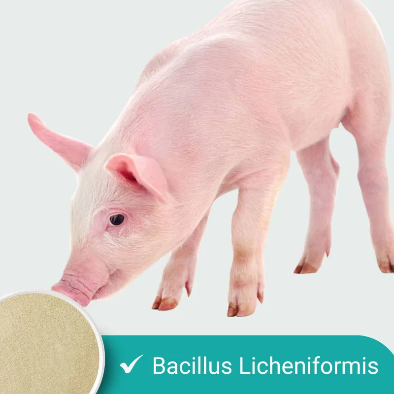 Hebei Shuntian Biotechnology Co., Ltd. - Agriculture products | China