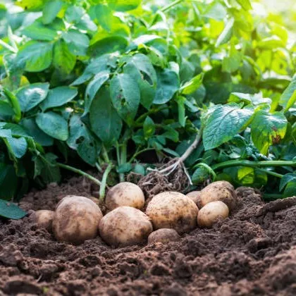 Netherlands Potato Suppliers - Agriculture products | Netherlands