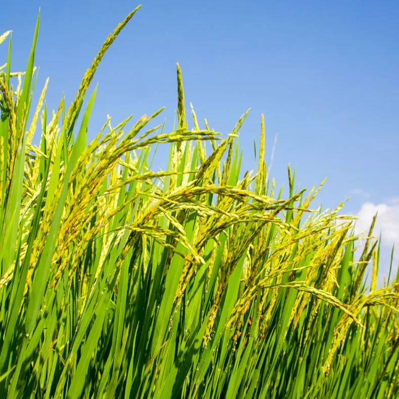 Godrej Agrovet Limited - Agriculture products | India