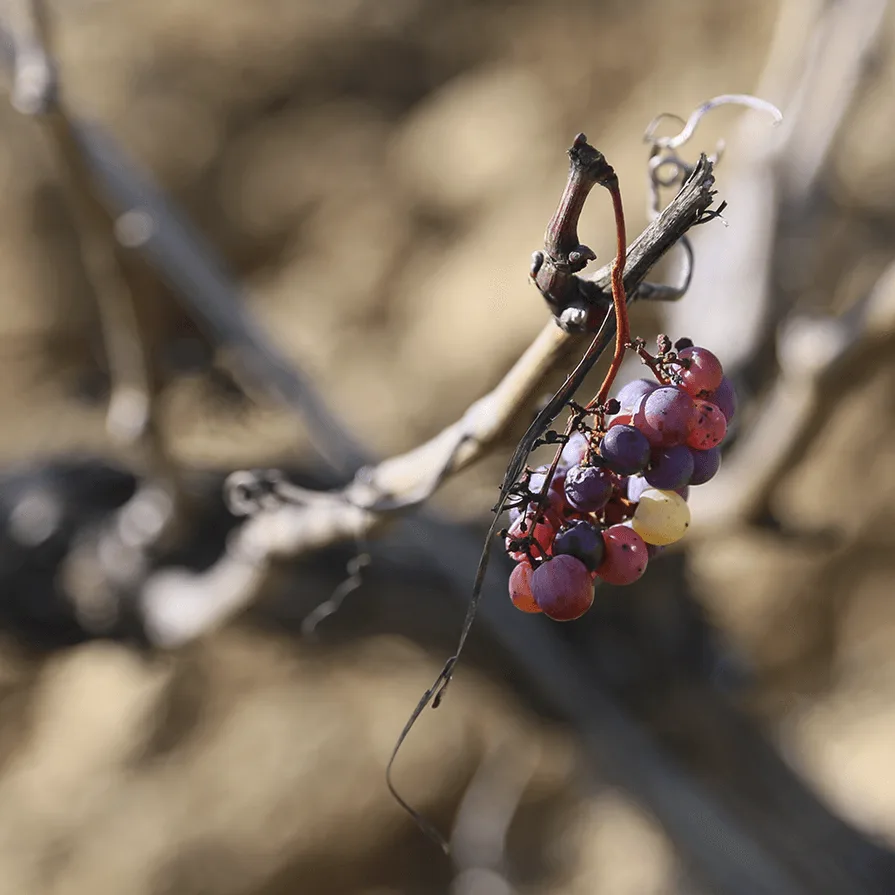 Aroa Bodegas - Foods & Beverages products | Spain