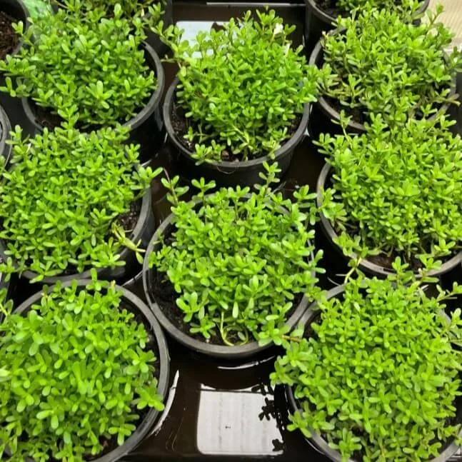 Sai Nursery Pty Ltd - Agriculture products | Australia