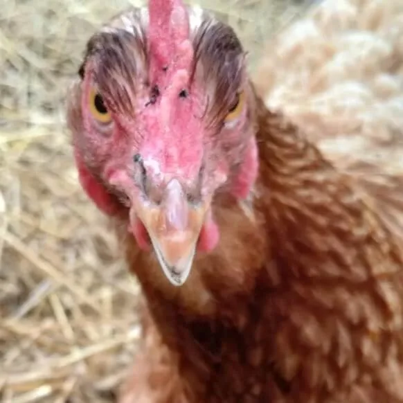 Sunrise Meadows Farm - Agriculture products | Canada