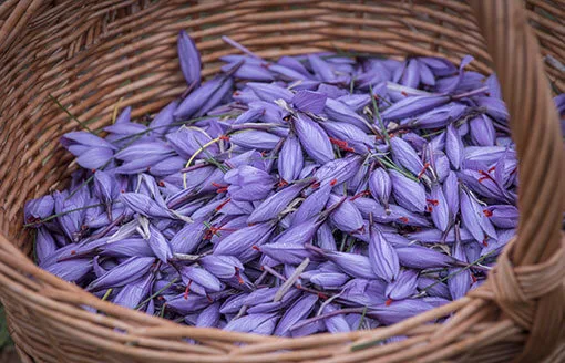 Safrà del Montsec - Agriculture products | Spain