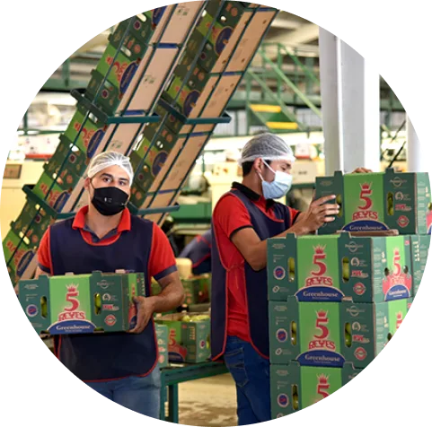 Veggies From Mexico - Agriculture products | Mexico