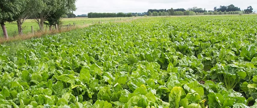 Specialty Seeds - Agriculture products | New Zealand