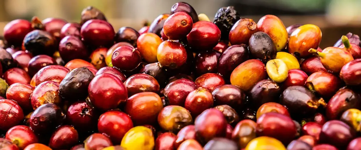 Olam Food Ingredients Ghana Ltd - Foods & Beverages products | Ghana