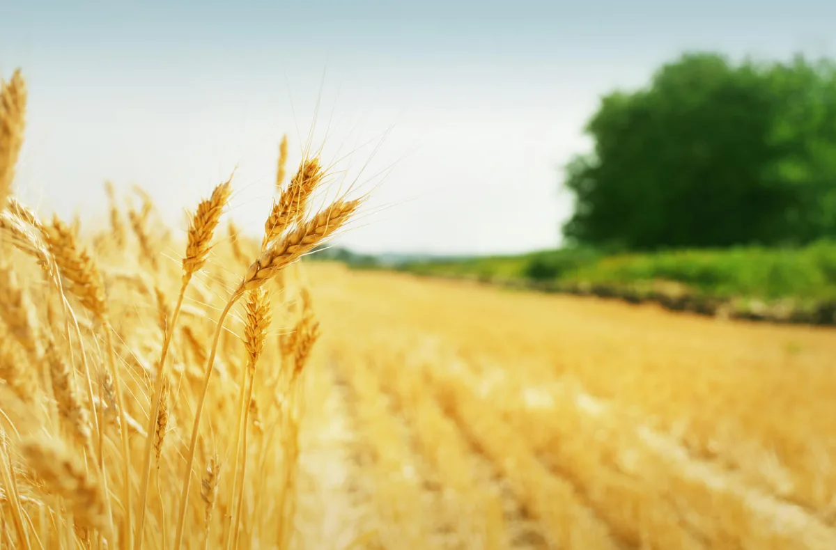 EZ-Gro Inc - Agriculture products | Canada