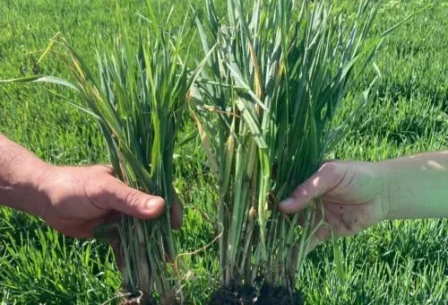 Best Farming Systems Pty Ltd - Agriculture products | Australia