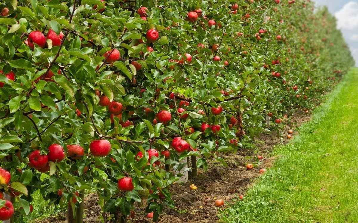 Zest Biotech - Agriculture products | New Zealand