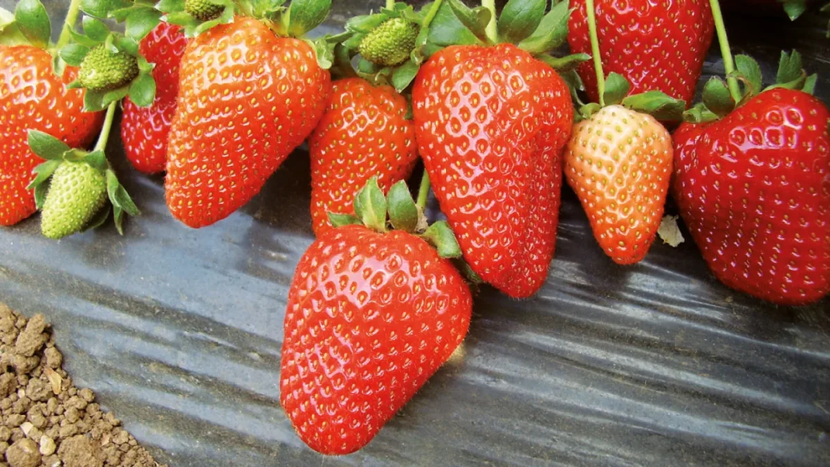 Biolchim S.p.A. - Agriculture products | Italy