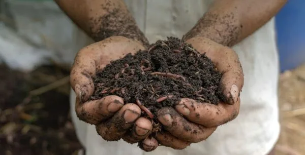 Lallemand Plant Care - Agriculture products | Canada