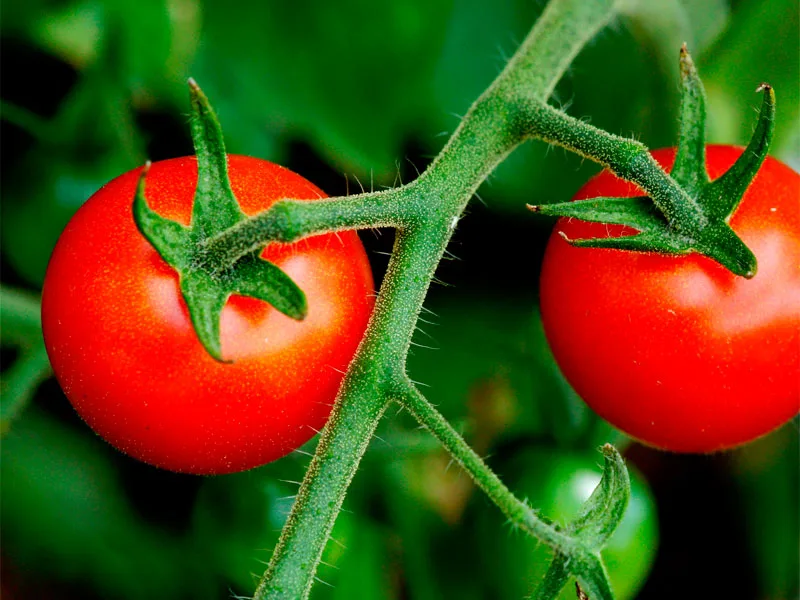Desarrollo Agrícola y Minero, S.A. - Agriculture products | Spain
