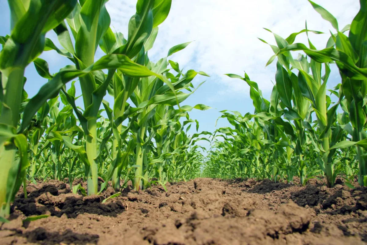 Andermatt Group AG - Agriculture products | Switzerland