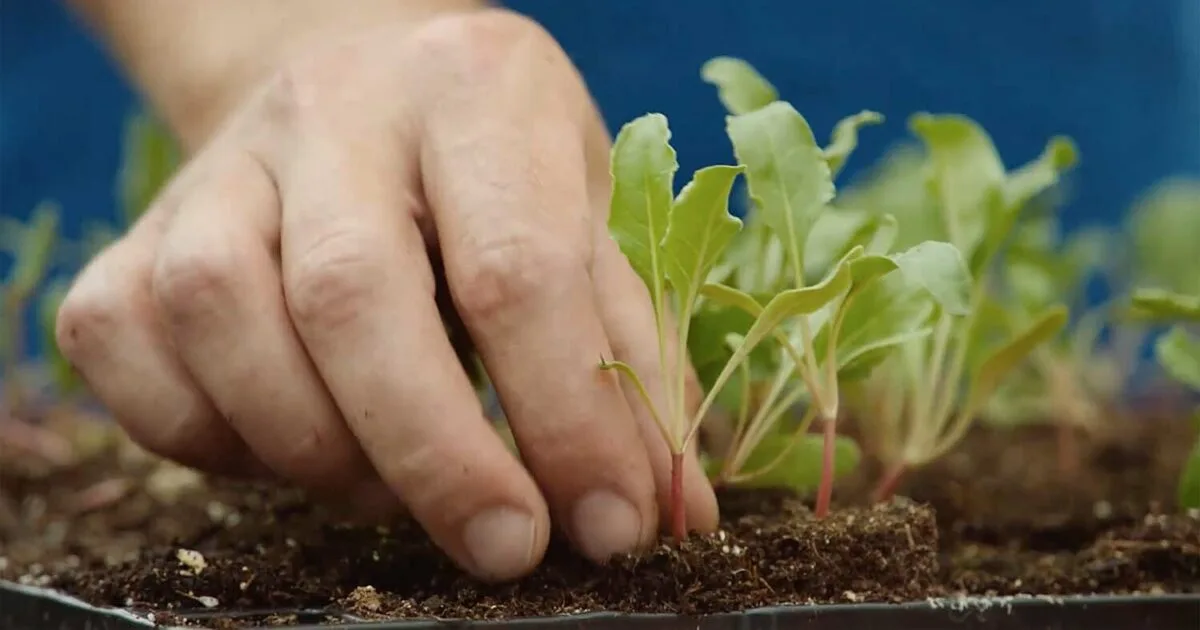 SESVanderHave NV - Agriculture products | Belgium