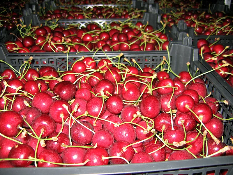 Exporter Piotr Fylak - Agriculture products | Poland